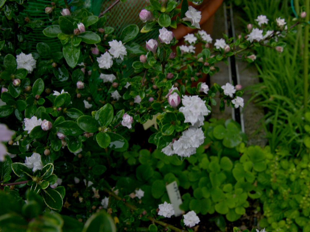 d0213034_11451380.jpg
