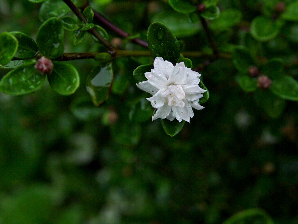 d0213034_11455636.jpg