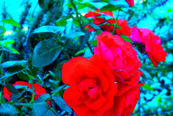e0188350_144848.jpg