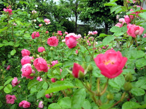 c0147952_23545048.jpg