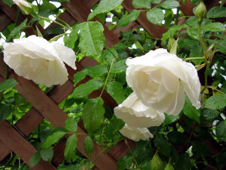 c0147952_2357512.jpg