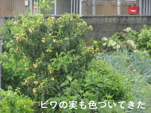 c0108460_15531763.jpg