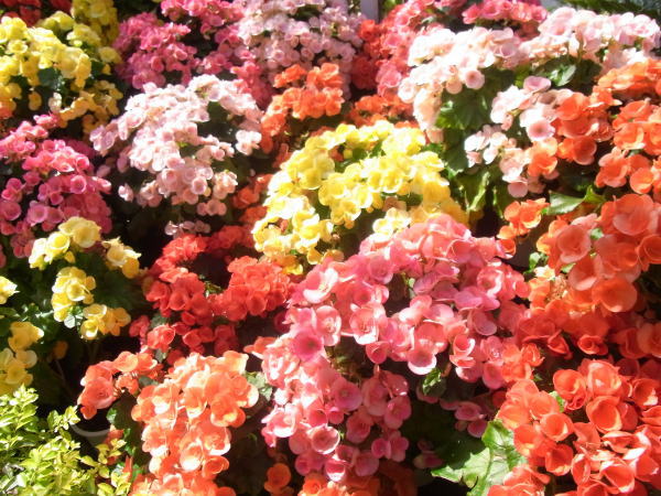 e0153367_14593876.jpg