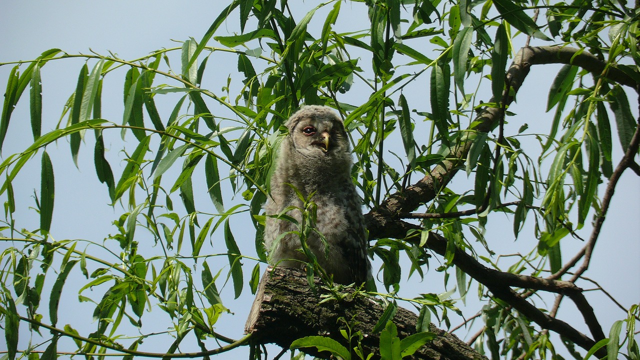 a0185081_12573767.jpg
