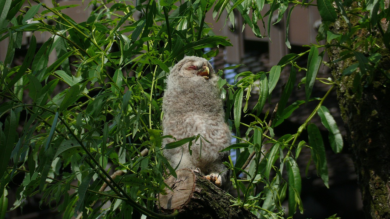 a0185081_12592795.jpg