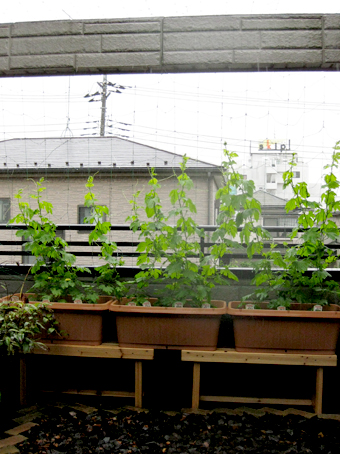 c0096393_17362280.jpg