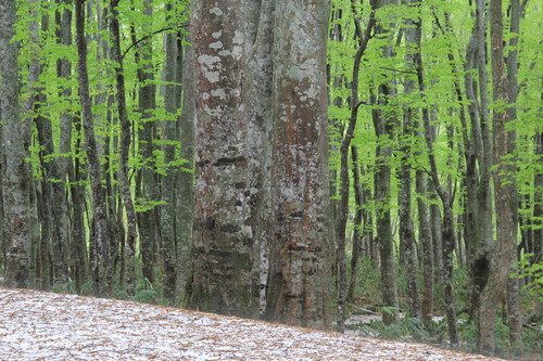 e0054299_1530226.jpg