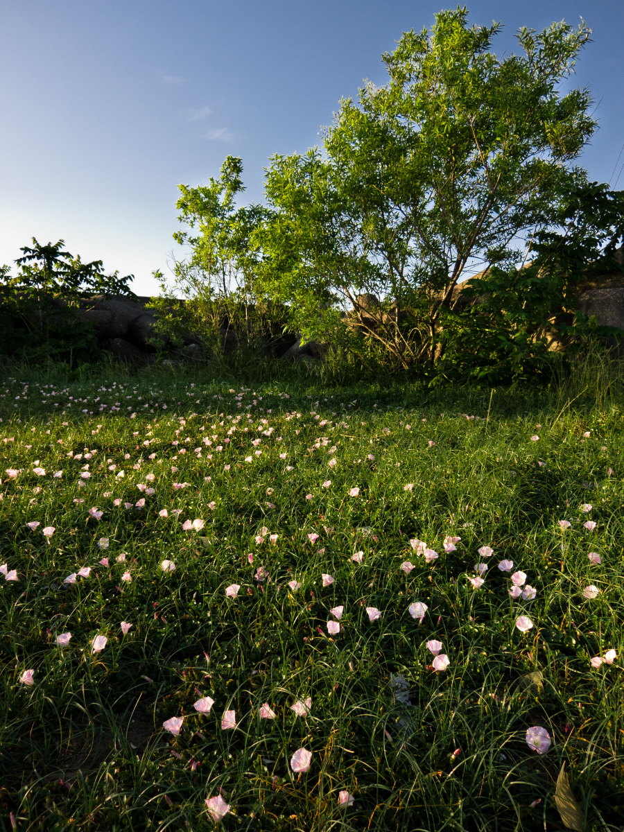 d0200900_2241581.jpg