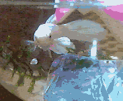 e0180405_1512857.gif