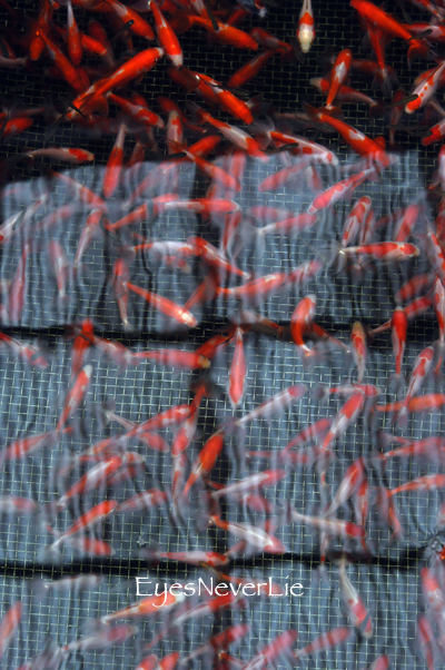 b0185308_16143152.jpg