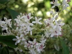 c0190010_20272417.jpg