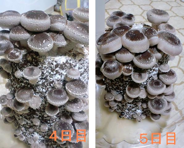 e0085526_11591673.jpg