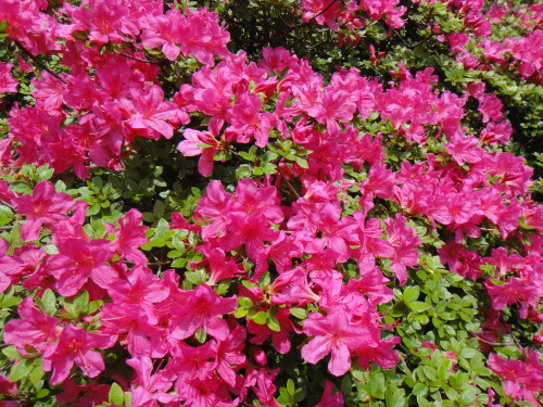 c0179351_20481991.jpg
