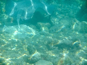 f0190653_10543943.jpg