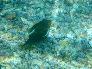 f0190653_1054983.jpg