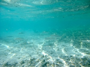 f0190653_1105523.jpg