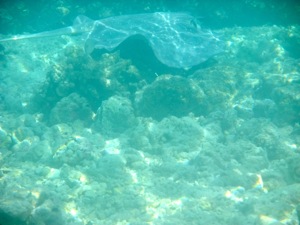 f0190653_1114166.jpg