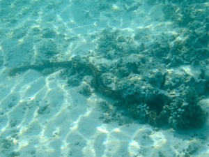 f0190653_111952.gif
