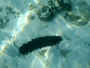 f0190653_11273451.gif