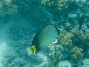 f0190653_11273894.gif
