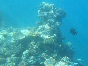 f0190653_11281025.gif