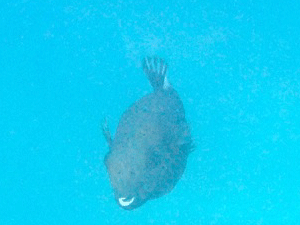 f0190653_11315875.gif