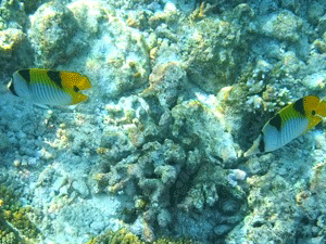 f0190653_11325453.gif