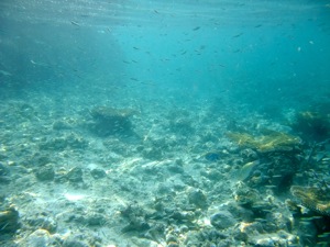 f0190653_11545016.jpg