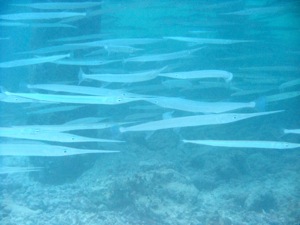 f0190653_1155097.jpg
