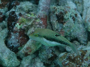 f0190653_11551027.gif