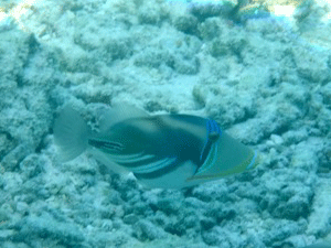 f0190653_11551648.gif