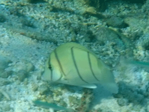 f0190653_11551968.gif