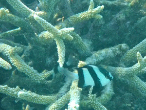 f0190653_11553037.gif
