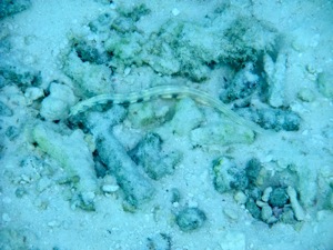 f0190653_11553740.jpg