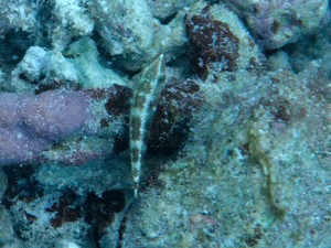 f0190653_1156023.gif
