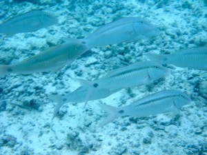 f0190653_1156687.jpg