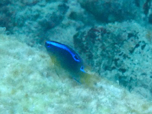 f0190653_1159150.gif