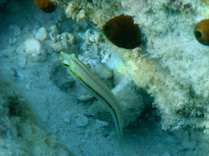 f0190653_11594588.gif