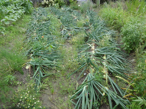c0108460_20423029.jpg