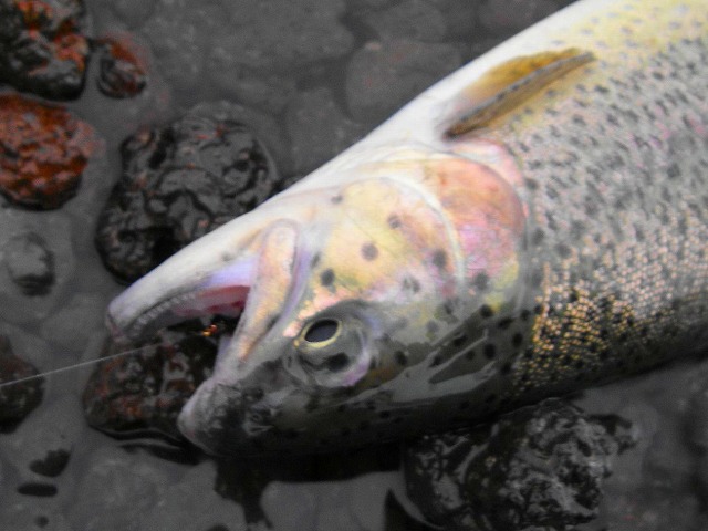 e0202393_22552483.jpg