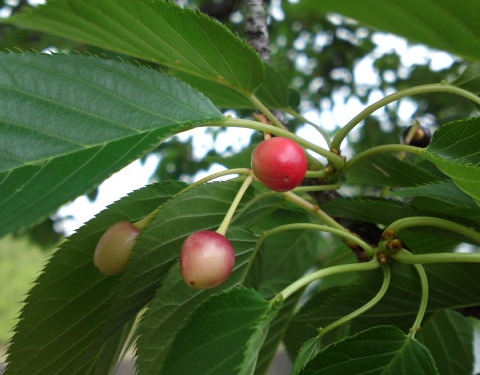 a0031000_18315923.jpg