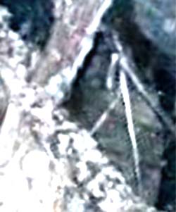 e0103408_6352972.jpg