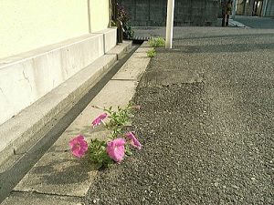 b0112009_0102824.jpg