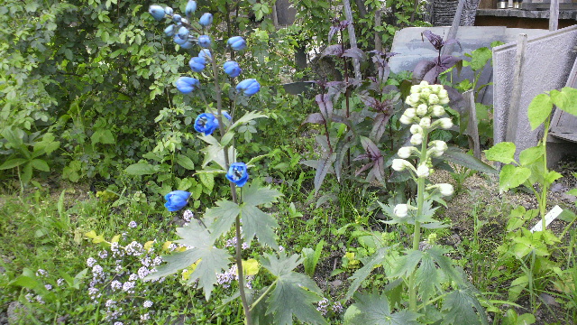b0035611_20272326.jpg