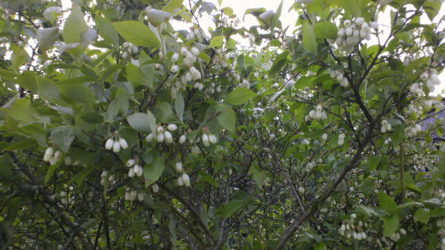 b0035611_20272339.jpg