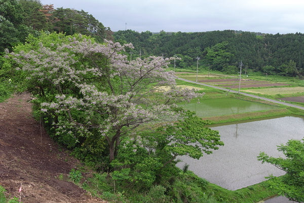 f0007926_20125918.jpg