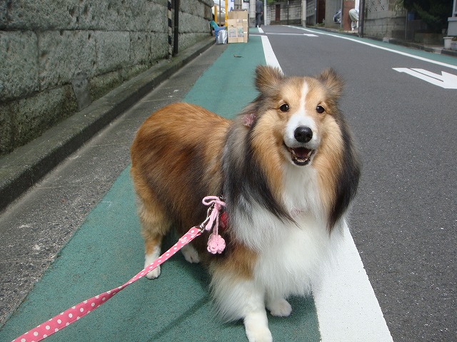 c0078428_1251238.jpg