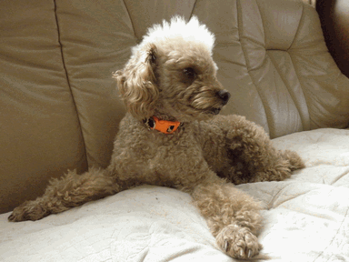 c0136736_20171533.gif