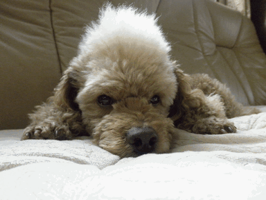 c0136736_20174246.gif