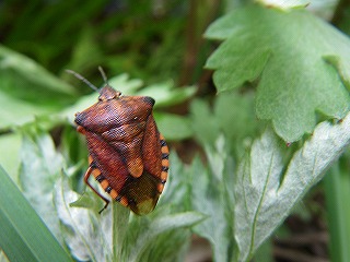 b0196837_12562335.jpg